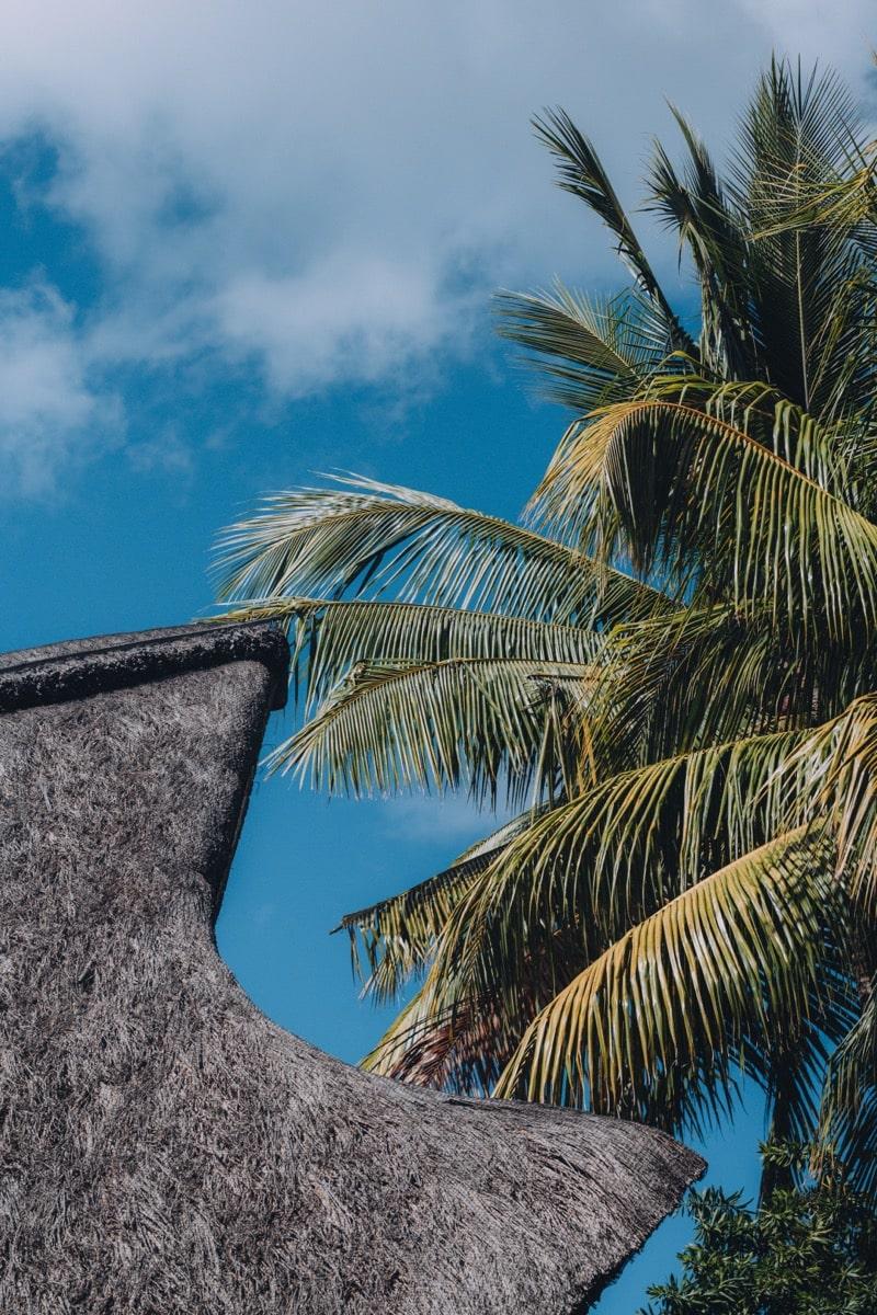 la pirogue tropical birds living in mauritius